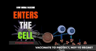 Understanding mRNA Vaccines: How They Enter and Function in Cells