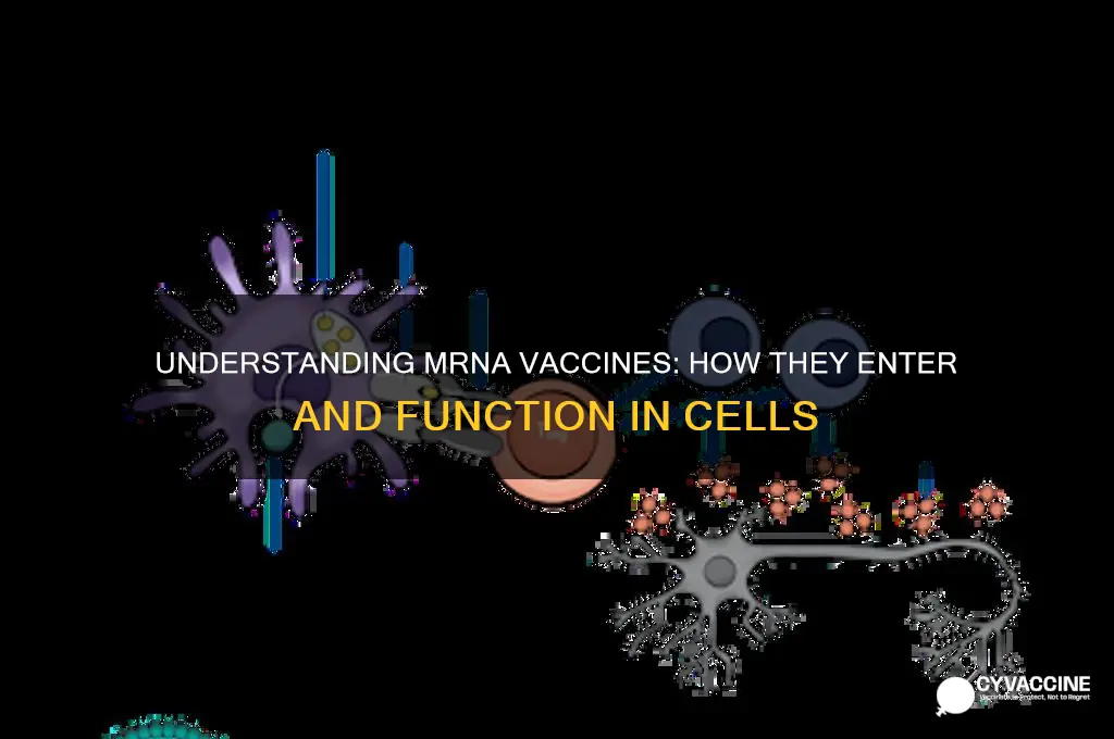 how mrna vaccine enters the cell