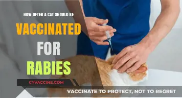 Essential Rabies Vaccination Schedule for Cats: Frequency and Importance