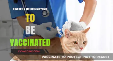 Essential Cat Vaccination Schedule: How Often Should Your Feline Be Vaccinated?