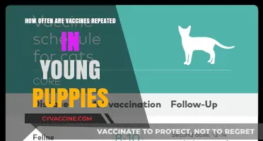 Puppy Vaccine Schedule: How Often to Repeat Shots for Young Dogs