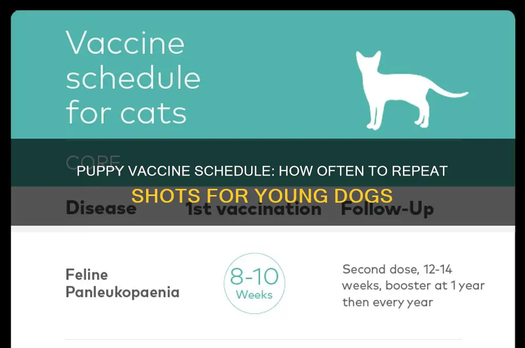 how often are vaccines repeated in young puppies