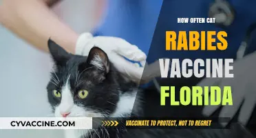 Florida Cat Rabies Vaccine Schedule: Frequency and Legal Requirements