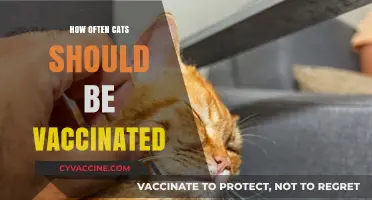 Essential Cat Vaccination Schedule: How Often to Protect Your Feline Friend