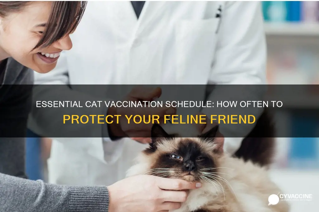 how often cats should be vaccinated