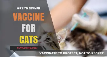 Distemper Vaccine Schedule: How Often Should Cats Be Vaccinated?