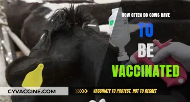 Cattle Vaccination Schedule: How Often Do Cows Need Shots?