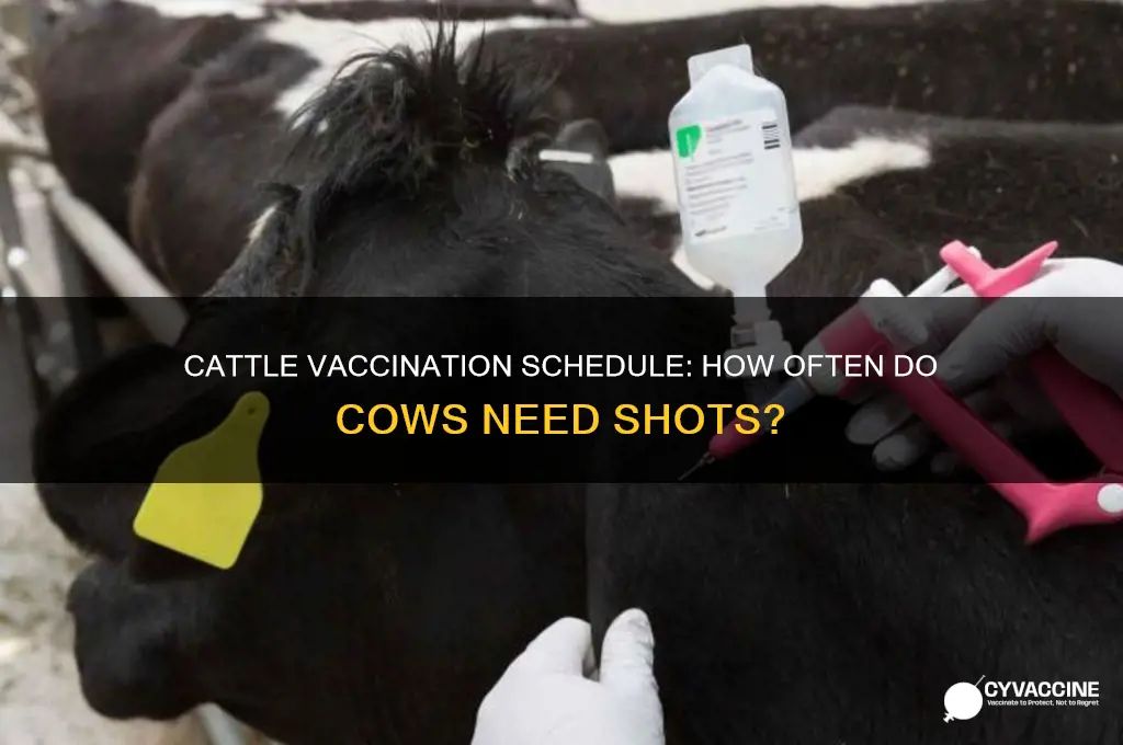 how often do cows have to be vaccinated