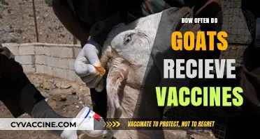 Goat Vaccination Schedule: How Often Should Goats Receive Vaccines?