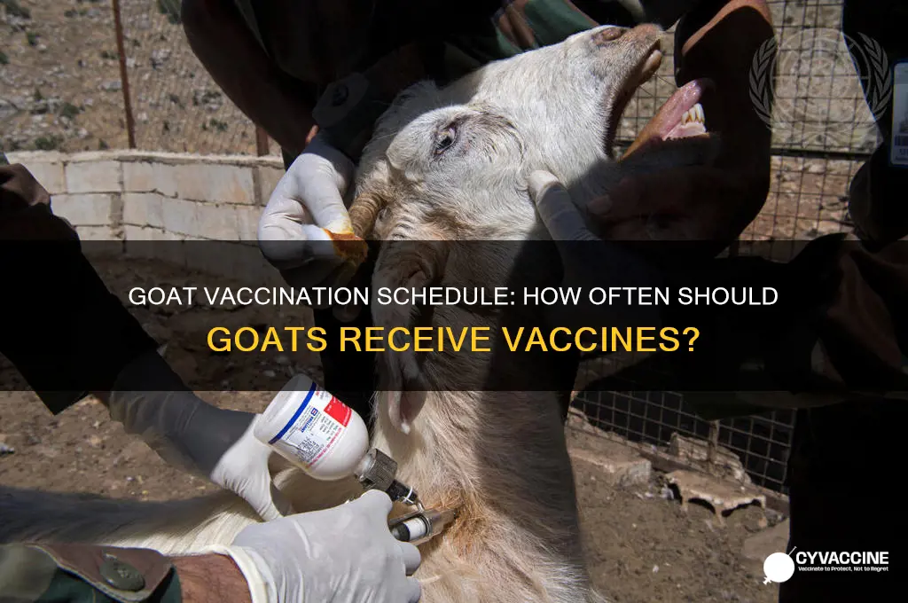 how often do goats recieve vaccines