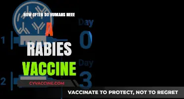 Understanding Rabies Vaccination Frequency for Humans: Essential Guidelines