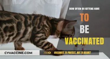 Essential Kitten Vaccination Schedule: How Often to Protect Your Pet