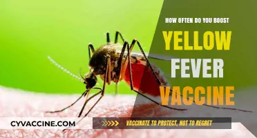 Yellow Fever Vaccine Booster: How Often Should You Get It?