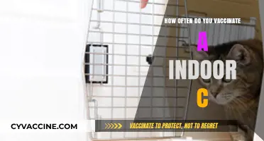 Indoor Cat Vaccination Schedule: How Often to Protect Your Feline Friend