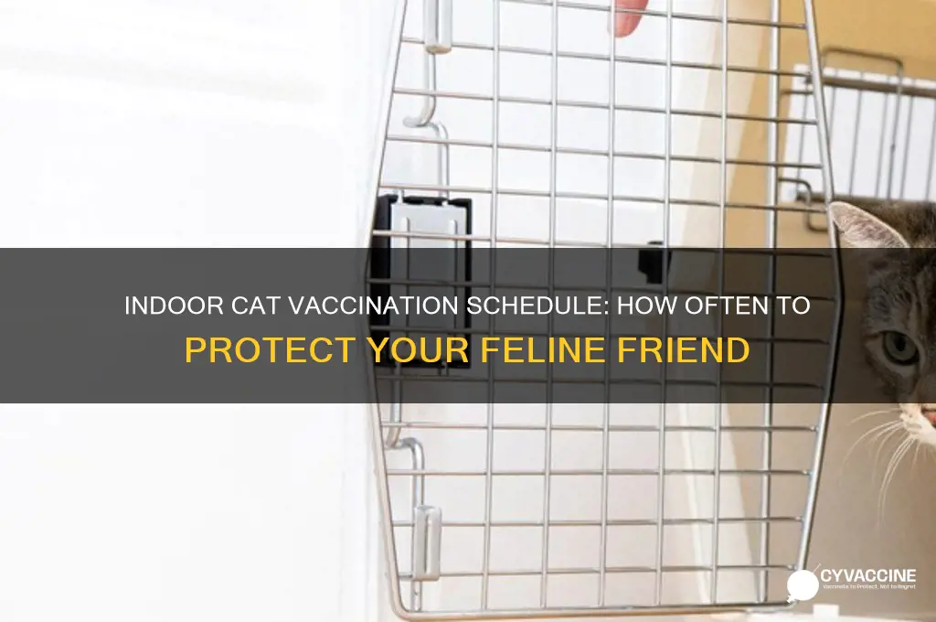 how often do you vaccinate a indoor c