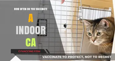 Indoor Cat Vaccination Schedule: How Often to Protect Your Feline Friend
