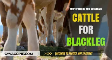 Optimal Cattle Vaccination Schedule for Blackleg Prevention and Herd Health