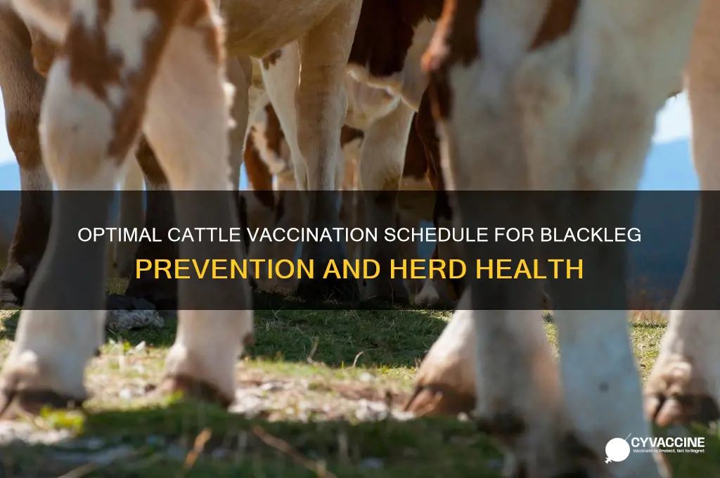 how often do you vaccinate cattle for blackleg