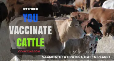 Cattle Vaccination Frequency: Essential Guidelines for Healthy Herd Management