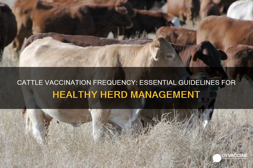 how often do you vaccinate cattle