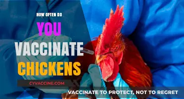 Essential Chicken Vaccination Schedule: How Often to Protect Your Flock
