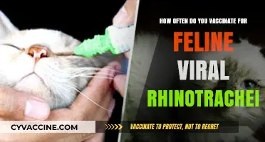 Feline Viral Rhinotracheitis Vaccination: Optimal Frequency for Cat Health
