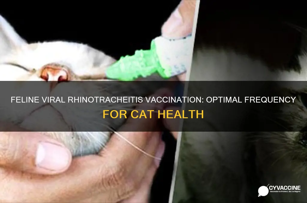 how often do you vaccinate for feline viral rhinotracheitis