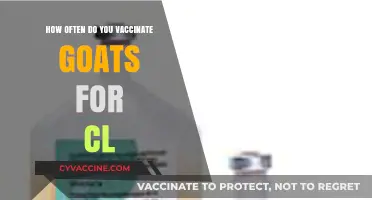 Goat Vaccination Schedule: How Often to Vaccinate for CL