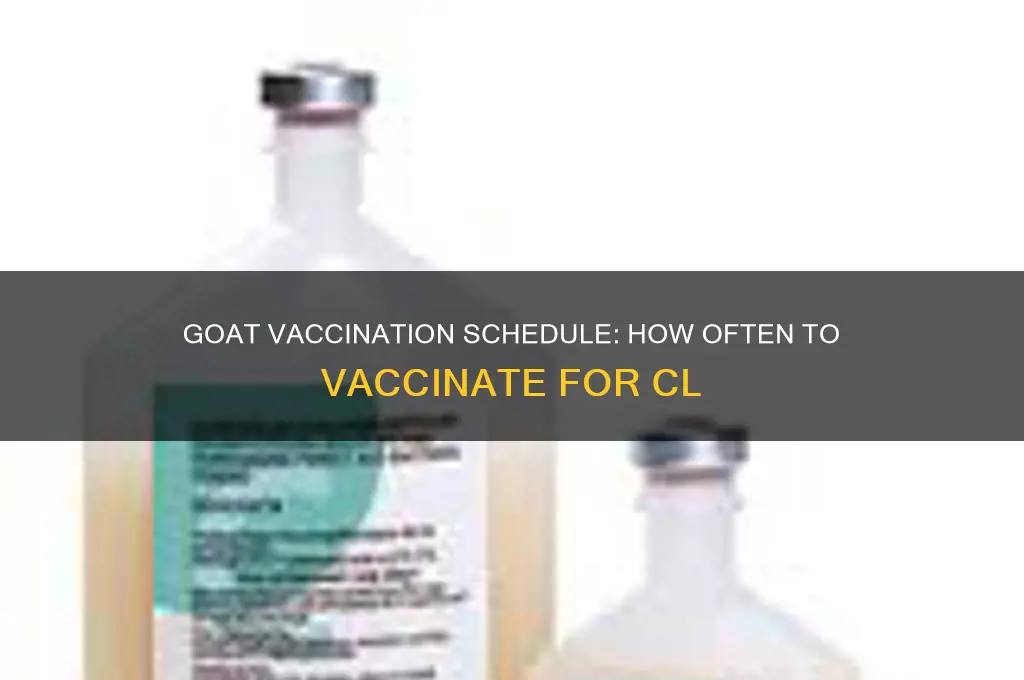 how often do you vaccinate goats for cl