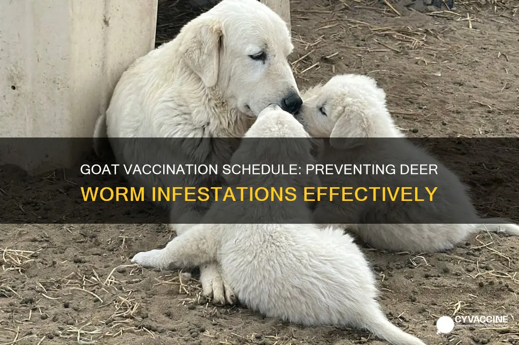 how often do you vaccinate goats for deer worms
