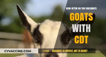 Goat CDT Vaccination Schedule: How Often to Protect Your Herd