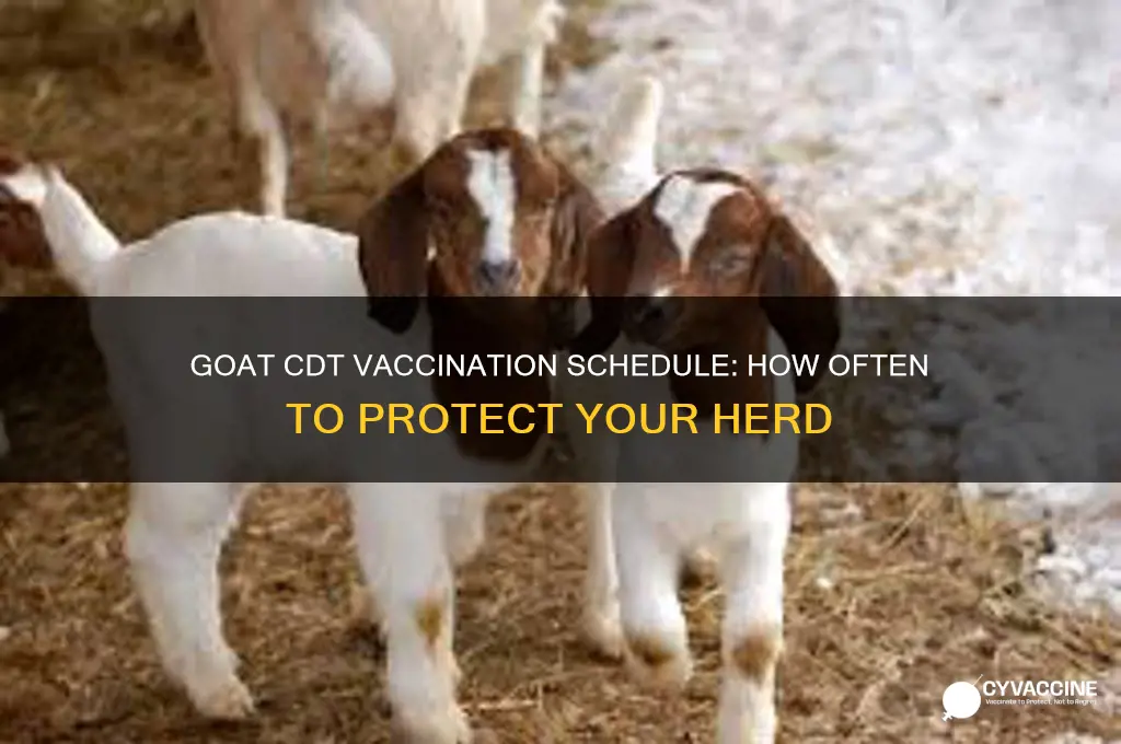 how often do you vaccinate goats with cdt