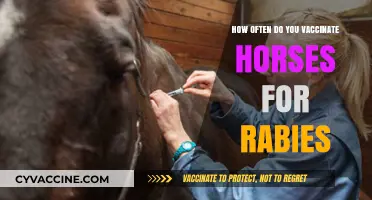 Essential Horse Rabies Vaccination Schedule: Frequency and Best Practices