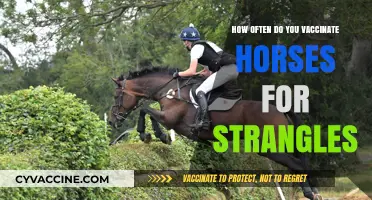 Strangles Vaccination Schedule: How Often Should Horses Be Vaccinated?