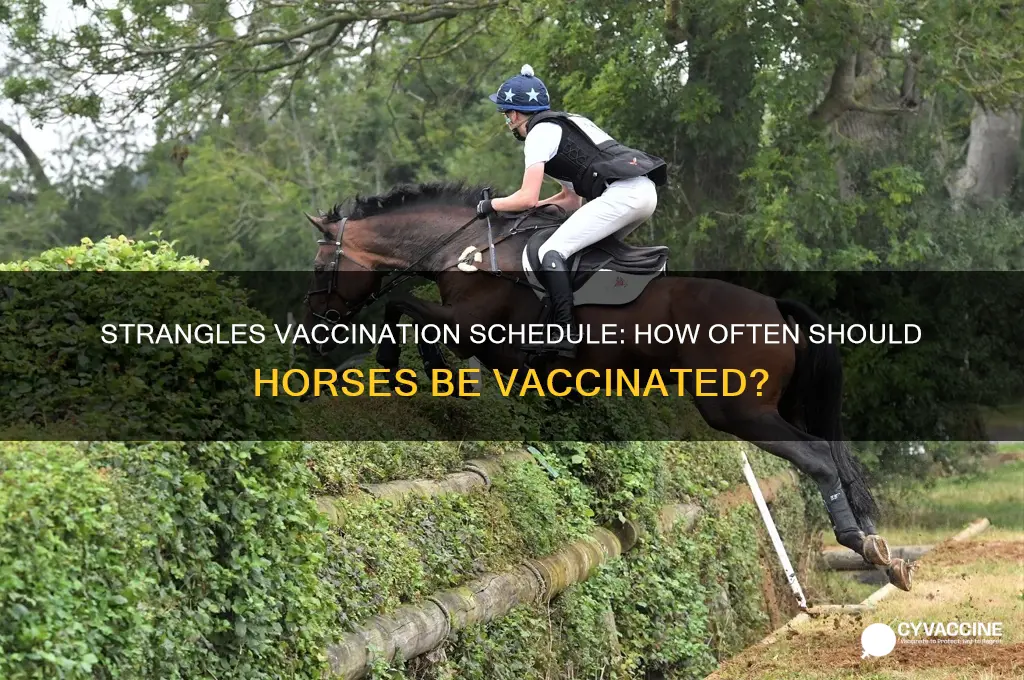 how often do you vaccinate horses for strangles