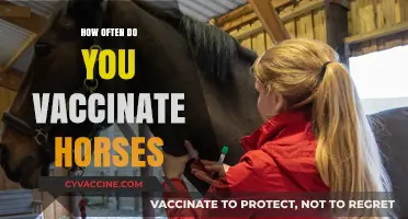 Essential Horse Vaccination Schedule: Frequency and Best Practices for Equine Health