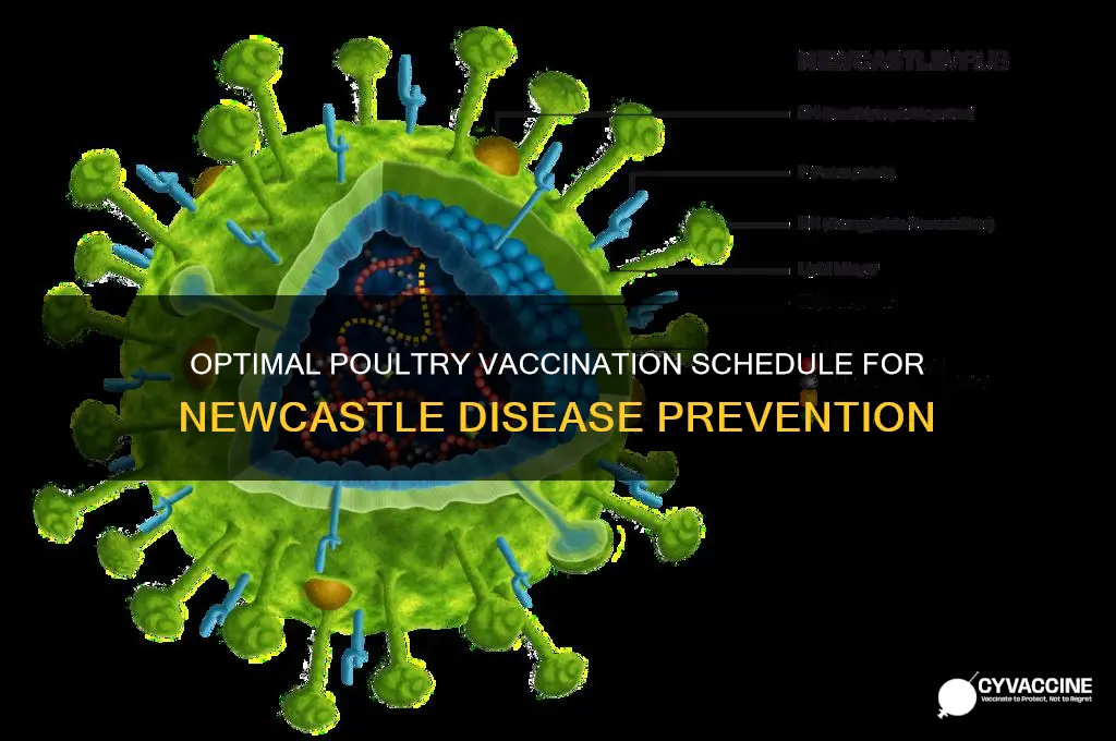 how often do you vaccinate poultry for newcastle disease