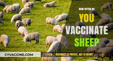 Sheep Vaccination Schedule: Essential Guidelines for Healthy Flock Management