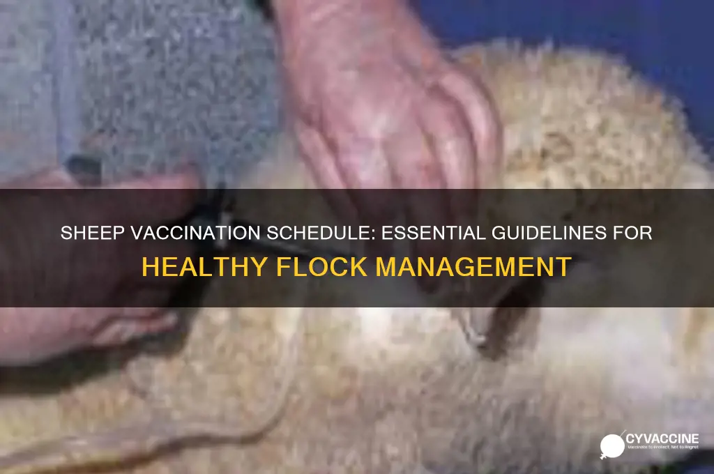 how often do you vaccinate sheep