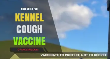 Kennel Cough Vaccine Frequency: Essential Timing for Your Dog's Health