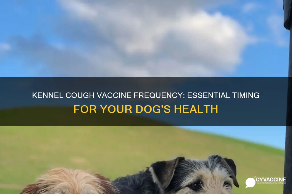 how often for kennel cough vaccine