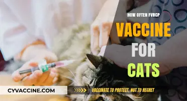 FVRCP Vaccine Schedule: How Often Should Cats Receive It?