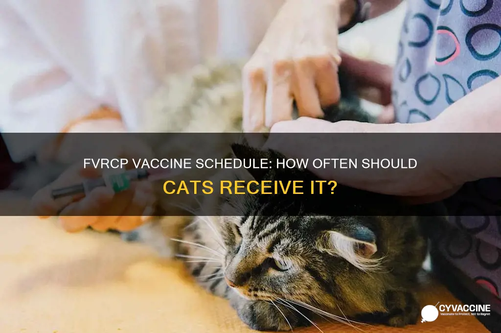 how often fvrcp vaccine for cats