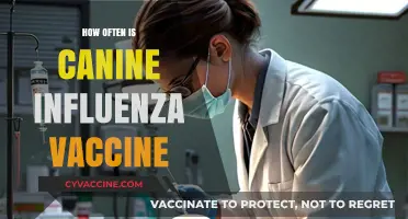 Canine Influenza Vaccine Frequency: Essential Guide for Dog Owners