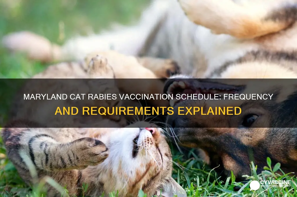 how often must cats be vaccinated for rabies in maryland