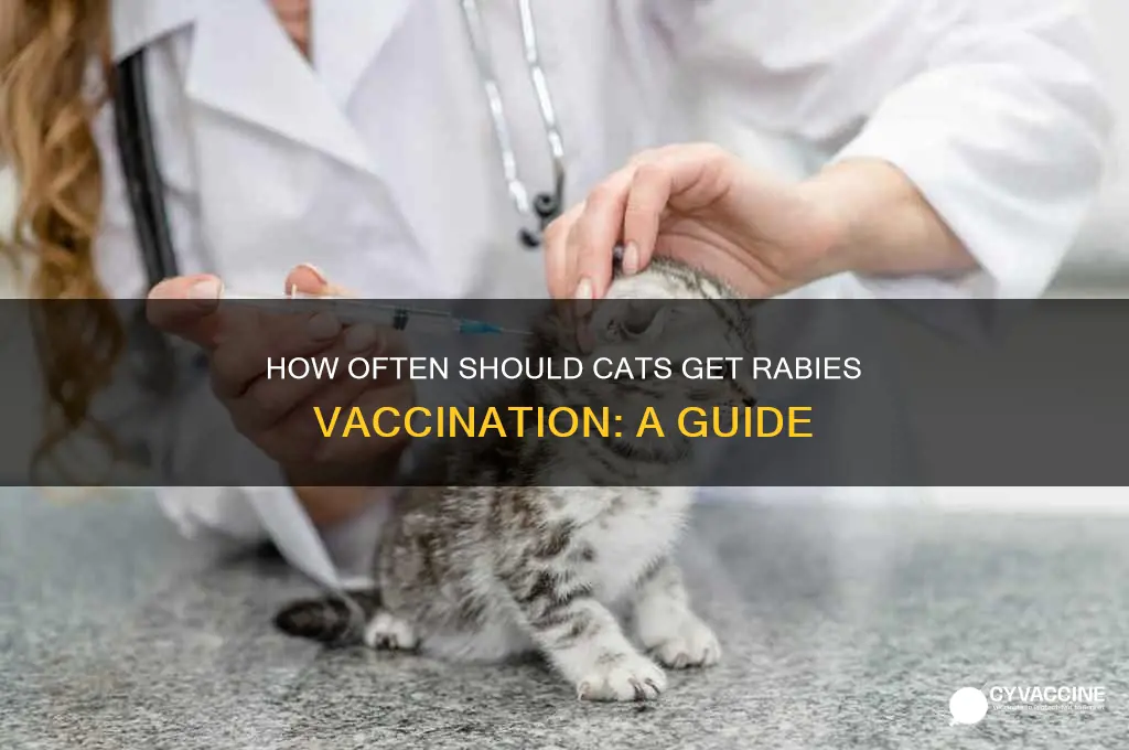 how often rabies vaccination for cats