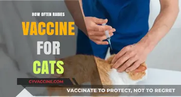 How Often Should Cats Get Rabies Vaccines? Essential Guidelines