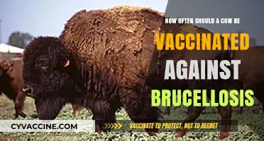 Optimal Brucellosis Vaccination Schedule for Cattle: A Comprehensive Guide