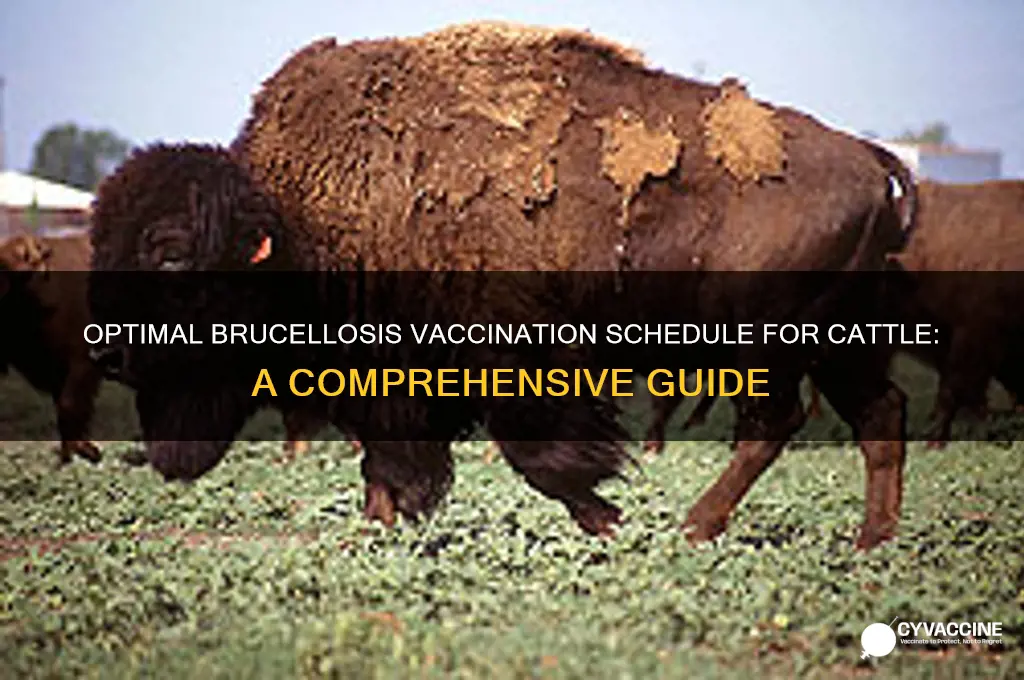 how often should a cow be vaccinated against brucellosis