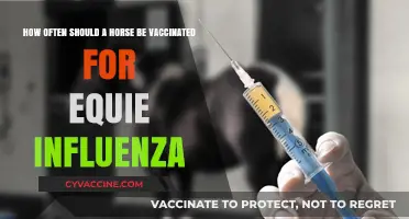 Optimal Equine Influenza Vaccination Schedule for Horses: Expert Recommendations
